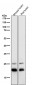 Anti-Bad Rabbit Monoclonal Antibody